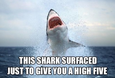 Shark-meme.jpg