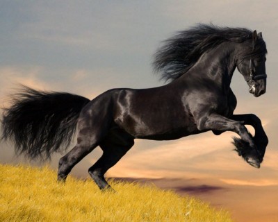 black_horse_running[1].jpg